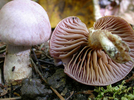Cortinarius alboviolaceus, the underside of a maturing mushroom showing very broad gills starting to turn brown with spore development.